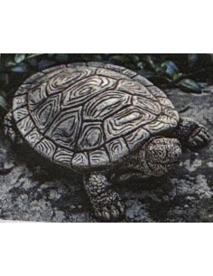 Tortue  d'Indonésie - 50CM